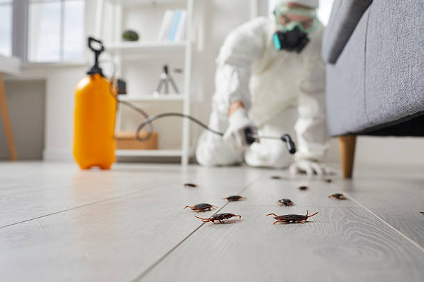 Post-Treatment Bed Bug Interceptor Monitoring in Bee Cave